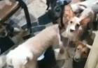 Família é presa por matar cachorros e gatos para vender a carne