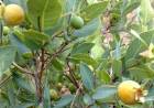 Programa irá plantar pelo menos 3 mil mudas de guavira em cidade do MS