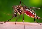 Três Lagoas fecha 2019 com 5.817 casos notificados suspeitos de Dengue e 173 de Leishmaniose