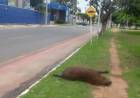 Mesmo com ‘capifaixa’, capivara é atropelada em cidade de MS