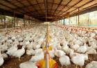 Frango brasileiro com coronavírus preocupa e acende alerta a produtores de aves de MS