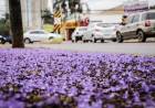 Friozinho e chuva marcam início da primavera, mas semana termina com registro de 39ºC em MS