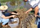 Secretaria de Meio Ambiente coleta 40 ovos de jacaré na Lagoa Maior