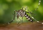 Mosquito da dengue pode escolher locais inusitados para procriar