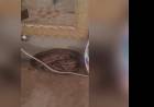 Encolhida próximo a móveis na sala, jiboia é encontrada dentro de casa em MS