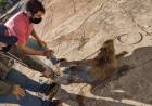  MEIO AMBIENTE Capivara encontrada com ferimentos já está sendo atendida e monitorada