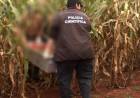 Homem é encontrado com tiros na cabeça em lavoura de milho