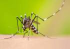 Boletim aponta 32 casos suspeitos de dengue são registrados