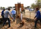 Segundo manejo do mês, Meio Ambiente encaminha 37 capivaras para o Parque do Pombo
