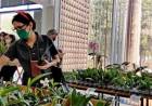 Orquidário Santa Ana realiza feira de orquídeas em Três Lagoas