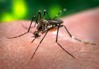 Saúde de Três Lagoas registra 34 casos suspeitos de dengue nesta semana