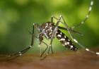 Saúde notifica com 17 casos suspeitos de dengue nesta semana em Três Lagoas