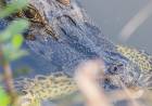 Sucuri comete ‘erro de matemática’ e vira lanche de jacaré em Mato Grosso do Sul