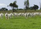 Agronegócio inicia Programa de Inseminação Artificial para pequenos produtores de Três Lagoas