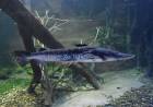Pesca do Pintado é liberada em Mato Grosso do Sul