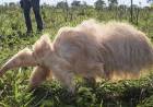  Descoberto em agosto, em uma fazenda particular em Três Lagoas (MS) , Único no mundo, tamanduá albino,Alvin é o único tamanduá-bandeira albino vivo no mundo.
