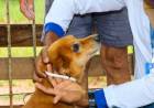 Prefeitura de Três Lagoas inicia 2ª fase do Encoleira Cão