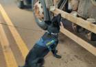 COM AJUDA DE CÃES FAREJADORES, PRF FAZ APREENSÃO DE 1,9 TONELADA DE COCAÍNA
