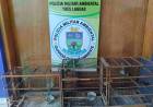 Polícia Militar Ambiental de Três Lagoas autua infrator em R$ 1,5 mil por manter pássaros silvestres ilegalmente em cativeiro