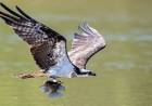 Pesquisa da UFMS aponta mais de 400 espécies de aves em Três Lagoas