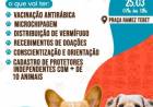 Projeto Protetoras em Ação acontece neste sábado (25) com diversos serviços gratuitos para os pets