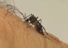 Três Lagoas contabiliza quase mil casos de dengue