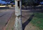 Ninho de arara-canindé na Lagoa Maior é depredado e filhote é encontrado morto