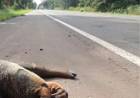 Em alta, atropelamentos de animais em rodovias de Três Lagoas são alvo de inquérito do MPMS
