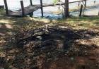 Três Lagoas: MPMS instaura inquérito civil para apurar queima irregular em APP às margens do rio Sucuriú