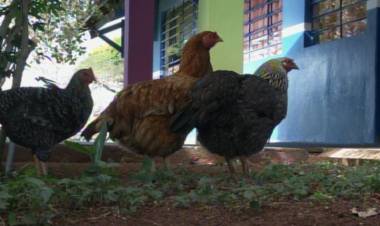 Galinhas doadas combatem escorpiões em escola e conquistam alunos