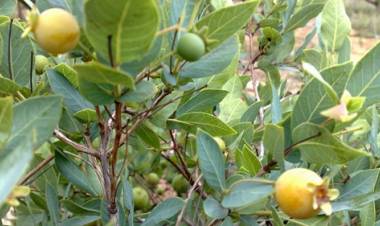 Programa irá plantar pelo menos 3 mil mudas de guavira em cidade do MS