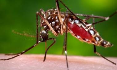 Três Lagoas fecha 2019 com 5.817 casos notificados suspeitos de Dengue e 173 de Leishmaniose