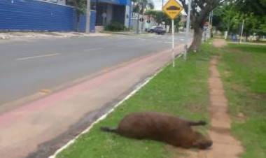 Mesmo com ‘capifaixa’, capivara é atropelada em cidade de MS