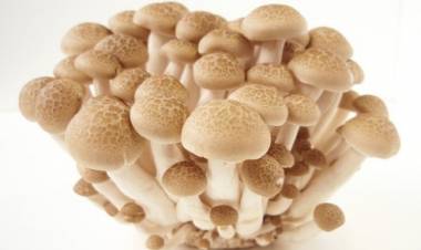 Projeto pesquisa produção do cogumelo shimeji para consumo e produção de embalagem ecológica em MS