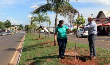 Meio Ambiente inicia plantio e substituição de árvores nas avenidas Capitão Olinto Mancini e Rosário Congro