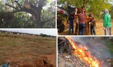 Balanço coloca as queimadas, cortes de árvores e maus tratos a animais como os crimes ambientais mais denunciados em 2020