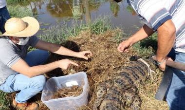 Secretaria de Meio Ambiente coleta 40 ovos de jacaré na Lagoa Maior