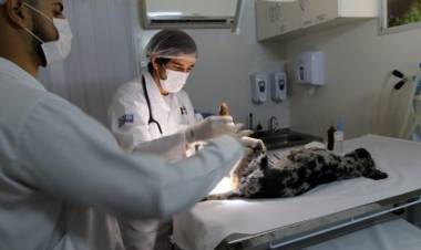 CASTRAMÓVEL – Equipe recomeça atendimento à saúde de cães e gatos, na segunda-feira (11), na USF Vila Piloto