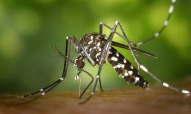 DENGUE: Saúde notifica 122 casos suspeitos em Três Lagoas, nesta semana