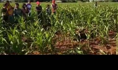 Homem é encontrado morto no meio do milharal em cidade de MS