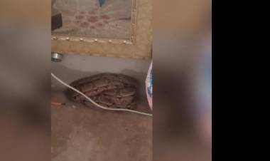 Encolhida próximo a móveis na sala, jiboia é encontrada dentro de casa em MS