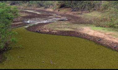 Falta de chuva deve levar governo a decretar emergência ambiental em MS