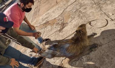  MEIO AMBIENTE Capivara encontrada com ferimentos já está sendo atendida e monitorada