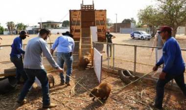 Segundo manejo do mês, Meio Ambiente encaminha 37 capivaras para o Parque do Pombo
