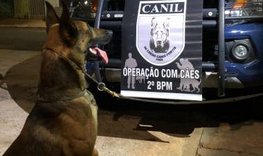 Polícia Militar – CANIL DO 2º BPM de Três Lagoas realiza apreensão de 22kg de maconha