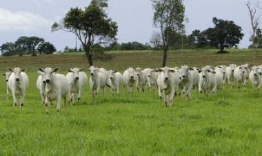 Agronegócio inicia Programa de Inseminação Artificial para pequenos produtores de Três Lagoas