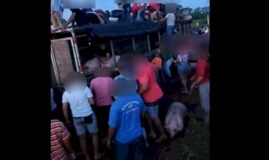 Caminhão carregado com porcos tomba em Três Lagoas e populares saqueiam animais