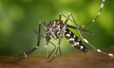 Saúde de Três Lagoas notifica 90 casos suspeitos de dengue e inclui 02 casos positivos de leishmaniose