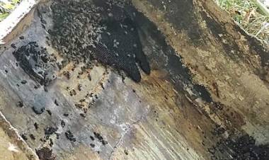 Bombeiros fazem operação de extermínio de abelhas após idoso ser atacado no Santa Luzia