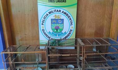 Polícia Militar Ambiental de Três Lagoas autua infrator em R$ 1,5 mil por manter pássaros silvestres ilegalmente em cativeiro